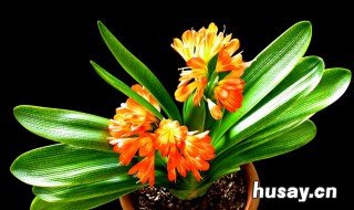 办公室放什么植物好 属猴的办公室放什么植物好