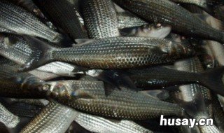 咸淡水乌头鱼钓饵调法 钓乌头鱼最佳鱼饵配方