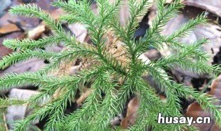 伸筋草的功效与作用 伸筋草的功效与作用及禁忌