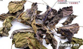 紫苏叶的功效与作用 紫苏叶的功效与作用点