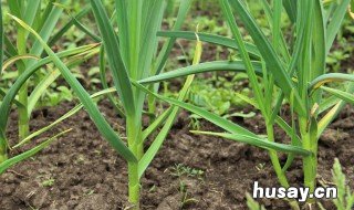 大蒜返青水啥时浇最好 大蒜返青施肥时间