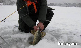 冬季钓鱼用什么打窝 冬季钓鱼用什么打窝最好