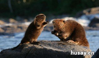 海狸来自哪个国家 海狸是哪个国家