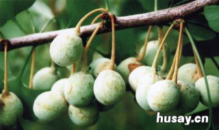 白果是哪种植物的果实 白果是哪种植物的果实银杏