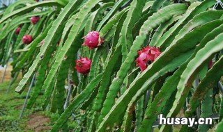 火龙果种植 火龙果种植注意事项