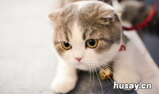 哪种猫容易有泪痕 不容易有泪痕的猫