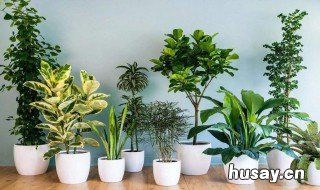 家里适合养哪些绿植 适合家养的绿植有哪些