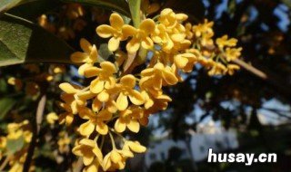 桂花的功效与作用 桂花的功效与作用及用法