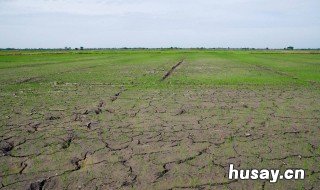 荒地种植什么好 荒地种植什么好种又值钱