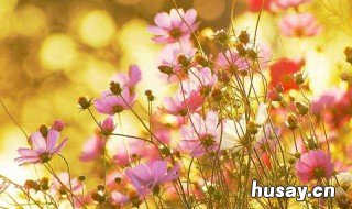 关于花的诗句 关于花的诗句飞花令