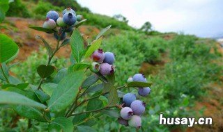 如何快速让土壤变酸性 如何快速让土壤变酸性硫酸亚铁