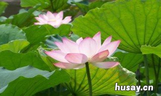 关于夏天的古诗 关于夏天的古诗有哪些