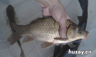 野钓鲫鱼一般都用几米的竿子 野钓鲫鱼用多长的竿子