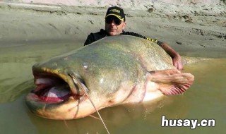 怎么钓鲶鱼 星露谷怎么钓鲶鱼