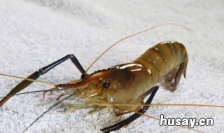 产妇能吃虾吗 产妇能吃虾吗顺产