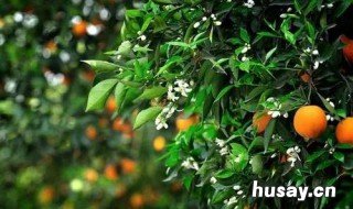 家庭院子果树种植禁忌 家庭院内不能种什么果树