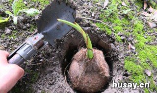 椰子发芽能吃吗 发芽的椰子还能吃吗