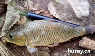 刚立春好钓鱼吗 刚立春怎么钓鱼