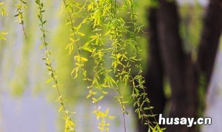 二月春风似剪刀的上一句 二月春风似剪刀的上一句神回复