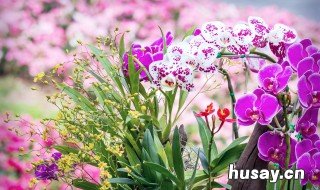 蝴蝶兰的养殖方法 蝴蝶兰的养殖方法和注意事项 盆栽