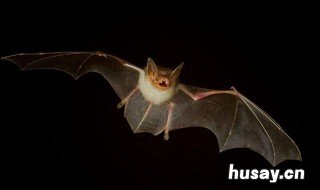 蝙蝠是什么类动物 自然课上老师问乐乐蝙蝠是什么类动物