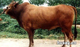 老成历练是什么动物 历练比较多动物