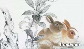 属兔和什么属相最配 女孩属兔和什么属相最配