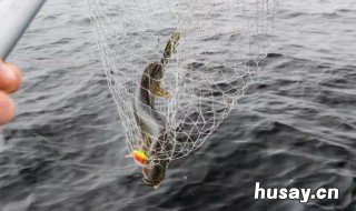 蚯蚓钓鲫鱼绝招 蚯蚓如何钓鲫鱼