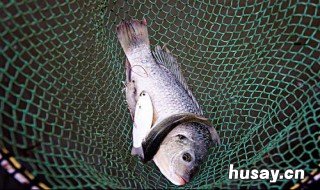 自制捕鱼陷阱方法简单