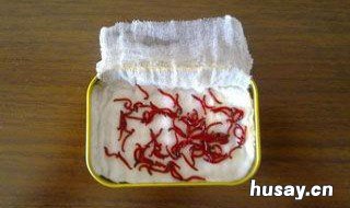 红虫养殖的技术 红虫养殖技术推广中心