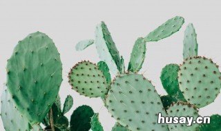 仙人掌可以放在卧室吗 仙人掌能放卧室里吗?