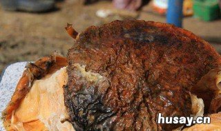 太岁是什么东西 太岁是什么东西图片 活体