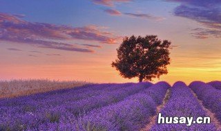 普罗旺斯是哪个国家的 普罗旺斯是哪个国家的西红柿