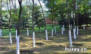 刷墙的白灰能刷果树吗 农村刷墙用的白灰