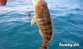 怎样用蚯蚓钓鱼上鱼快 怎样用蚯蚓钓鱼上鱼快视频