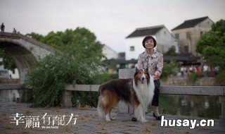 沈梅是什么电视剧 沈梅是哪个电视剧