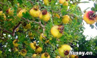 刺梨酒行业标准 刺梨果酒的工艺流程