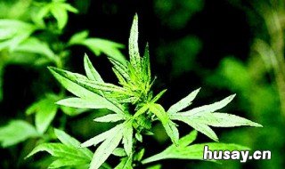 艾叶泡脚的功效与作用 生姜艾叶泡脚的功效与作用