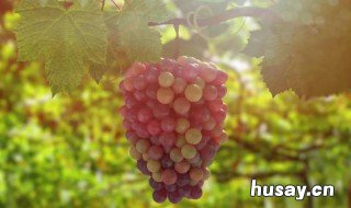 葡萄的功效与作用 葡萄的功效与作用苹果的营养价值