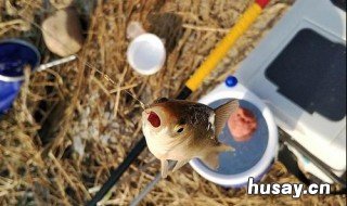 四川冬钓鲤鱼技巧 四川冬天钓鲫鱼和鲤鱼