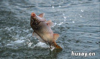 为什么雨后不好钓鱼 雨后钓鱼好不好钓