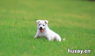 属狗2020年运势 属狗2020年运势及运程每月运程狗