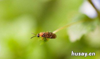 厕所有很多小飞虫怎么办