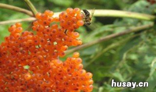 沙棘果汁的功效与作用 沙棘汁饮品的功效与作用