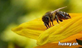 梦到蜜蜂预示着什么 梦见蜜蜂是啥意思啊