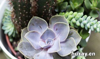 多肉法师怎么养 美杜莎多肉法师怎么养