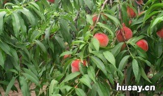 果树催芽什么药最好 果树催芽什么药最好用