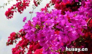 三角梅的种植方法 三角梅的种植方法可以扦插吗?