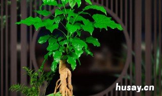 幸福树和平安树放在同客厅里好吗 平安树和幸福树能一起摆放在客厅吗