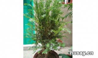 红豆杉夏季怎么养 红豆杉夏季怎么养殖